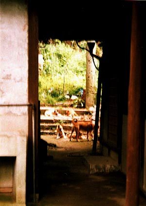 ��������̂��p�[�N